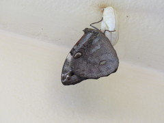 Opsiphanes tamarindi