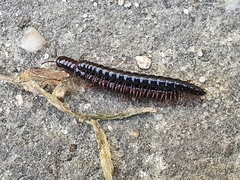 Strongylosoma