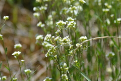 Draba arabisans
