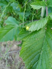 Araniella opisthographa