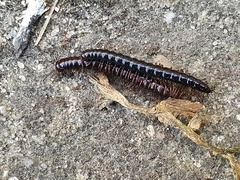 Strongylosoma