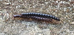 Strongylosoma