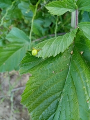 Araniella opisthographa