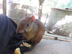 Dasyprocta variegata