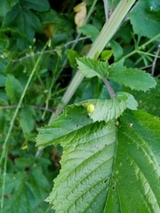 Araniella opisthographa