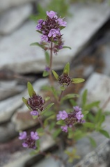 Thymus markhotensis