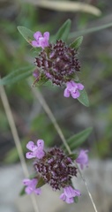 Thymus markhotensis