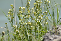 Draba arabisans