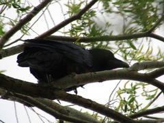 Corvus corax
