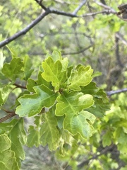 Quercus garryana breweri