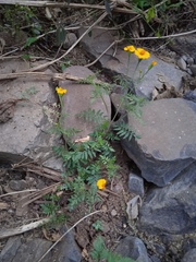 Tagetes tenuifolia