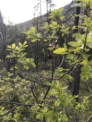 Quercus garryana breweri