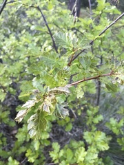 Quercus garryana breweri