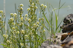 Draba arabisans