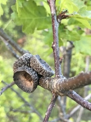 Quercus garryana breweri