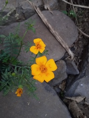 Tagetes tenuifolia