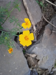 Tagetes tenuifolia
