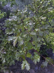 Quercus garryana breweri