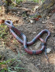 Lampropeltis