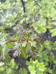 Quercus garryana breweri