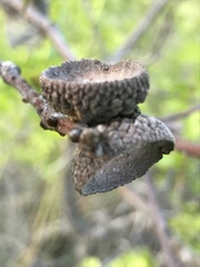 Quercus garryana breweri
