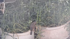 Curruca communis