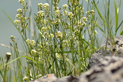 Draba arabisans