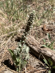 Veronica plantaginea