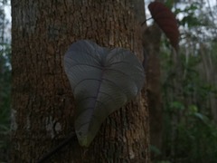 Cissus discolor