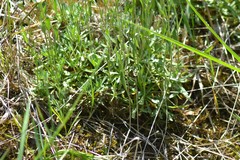 Draba arabisans