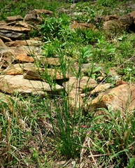 Juncus diffusissimus