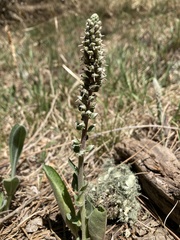 Veronica plantaginea