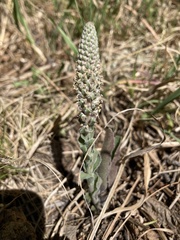 Veronica plantaginea