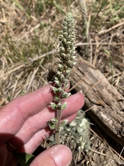 Veronica plantaginea