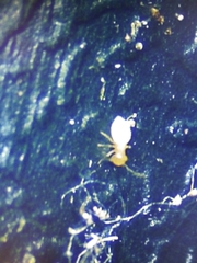 Insecta