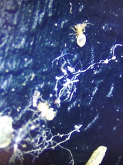 Insecta