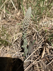 Veronica plantaginea