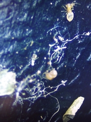 Insecta