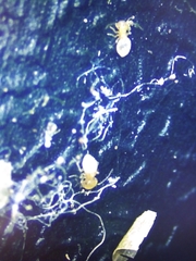Insecta