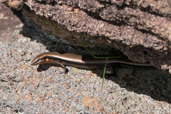 Acritoscincus platynotus