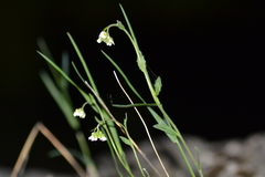 Draba arabisans