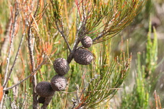 Allocasuarina nana