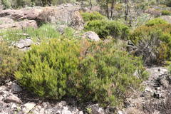 Allocasuarina nana