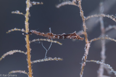 Acentronura breviperula