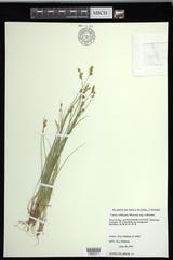 Carex echinata echinata