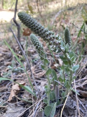 Veronica plantaginea