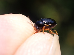 Cryptocephalus bameuli