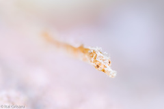 Acentronura breviperula