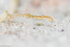 Acentronura breviperula