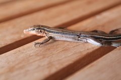 Pholidoscelis chrysolaemus